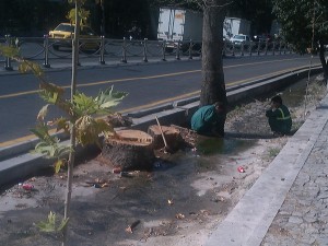 قطع شبانه درختان خیابان ولیعصر