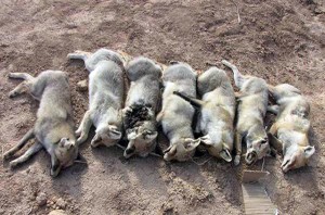 کشتار هفت قلاده روباه